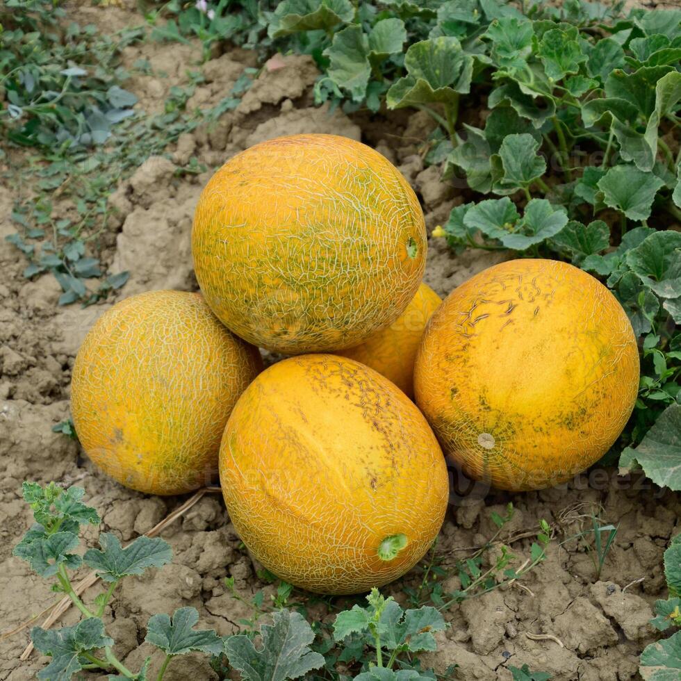 Melons, plucked from the garden, lay together on the ground photo