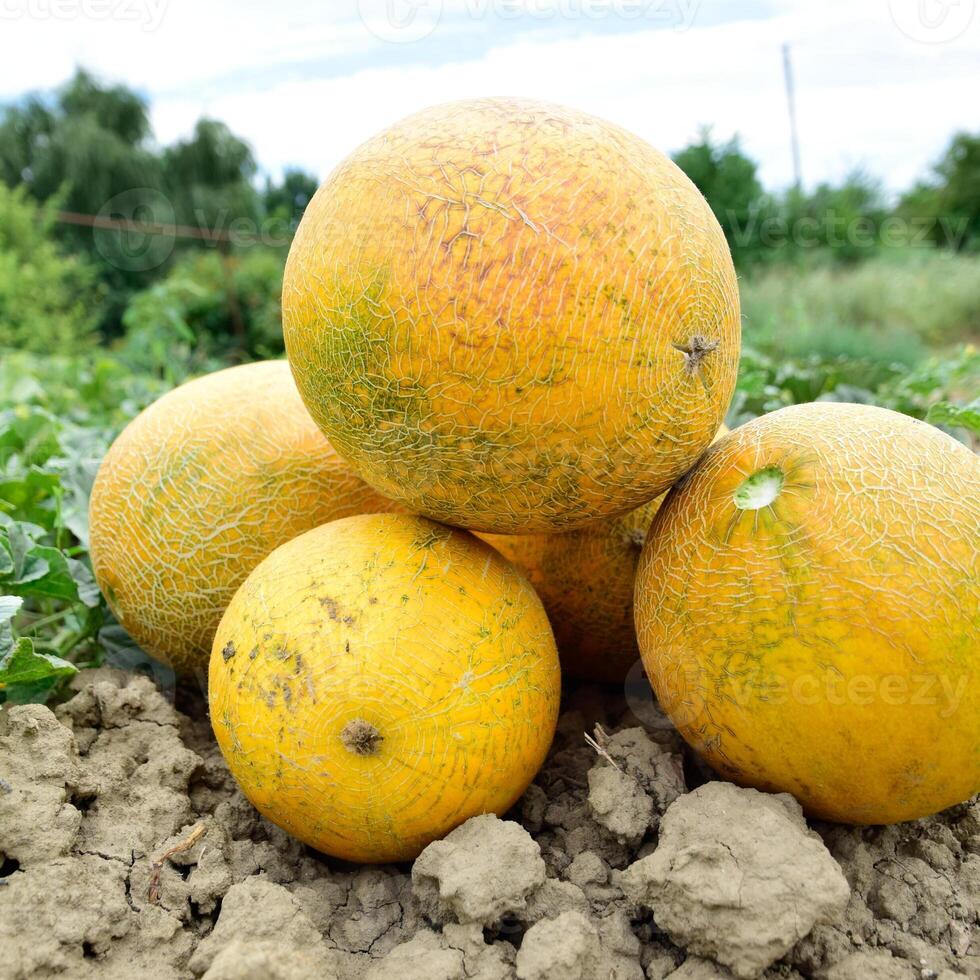 Melons, plucked from the garden, lay together on the ground photo