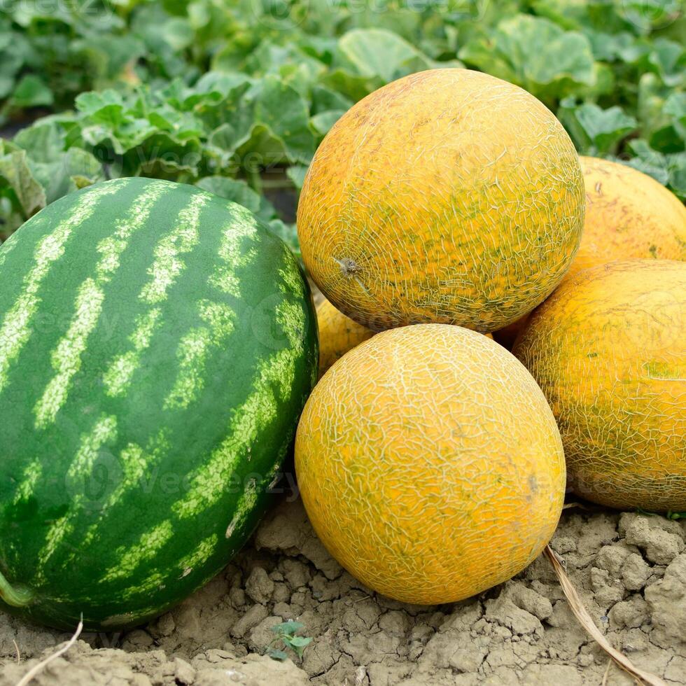 Ripe melon and watermelon the new harvest. photo