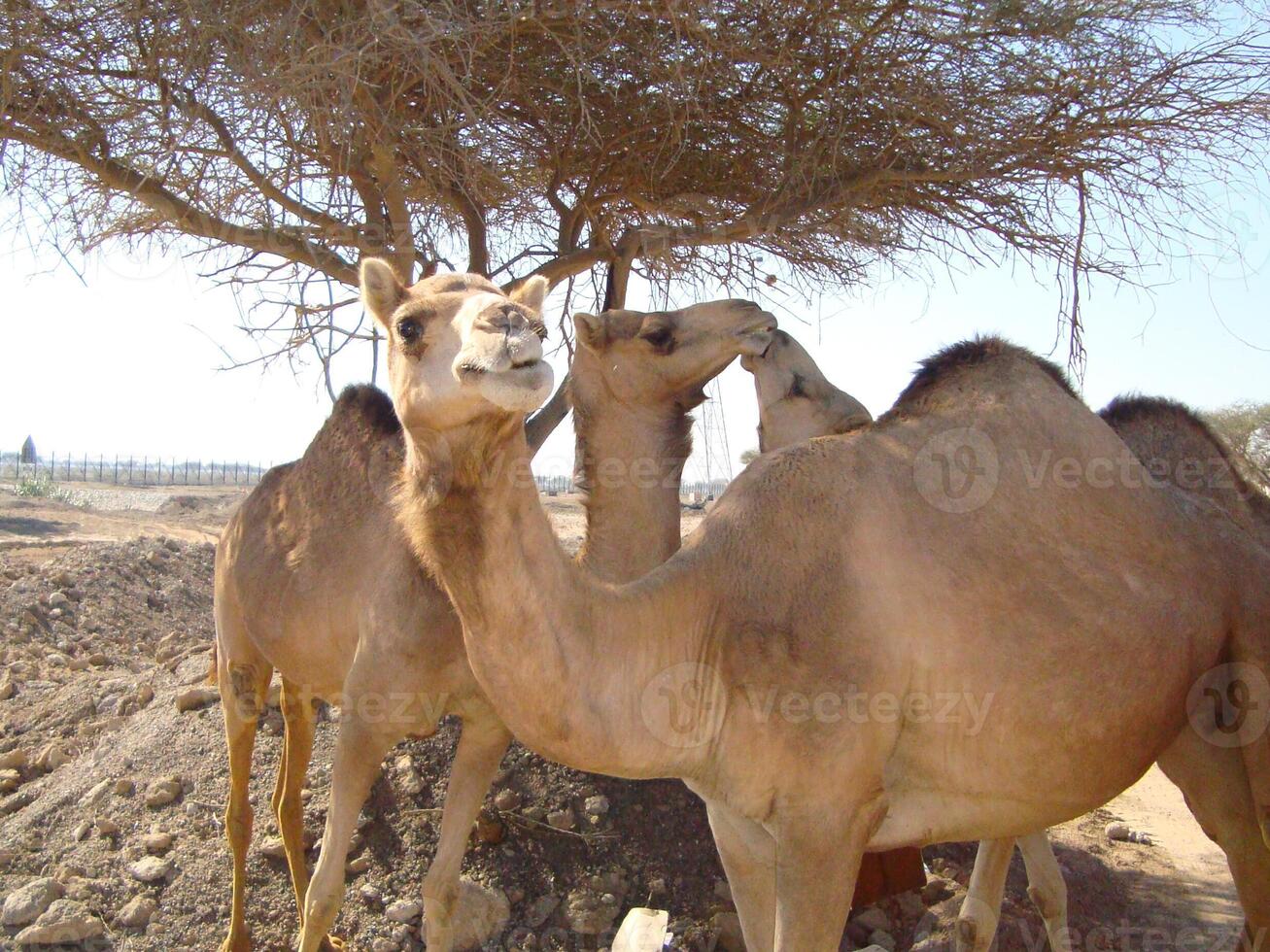 Camels in the desert photo