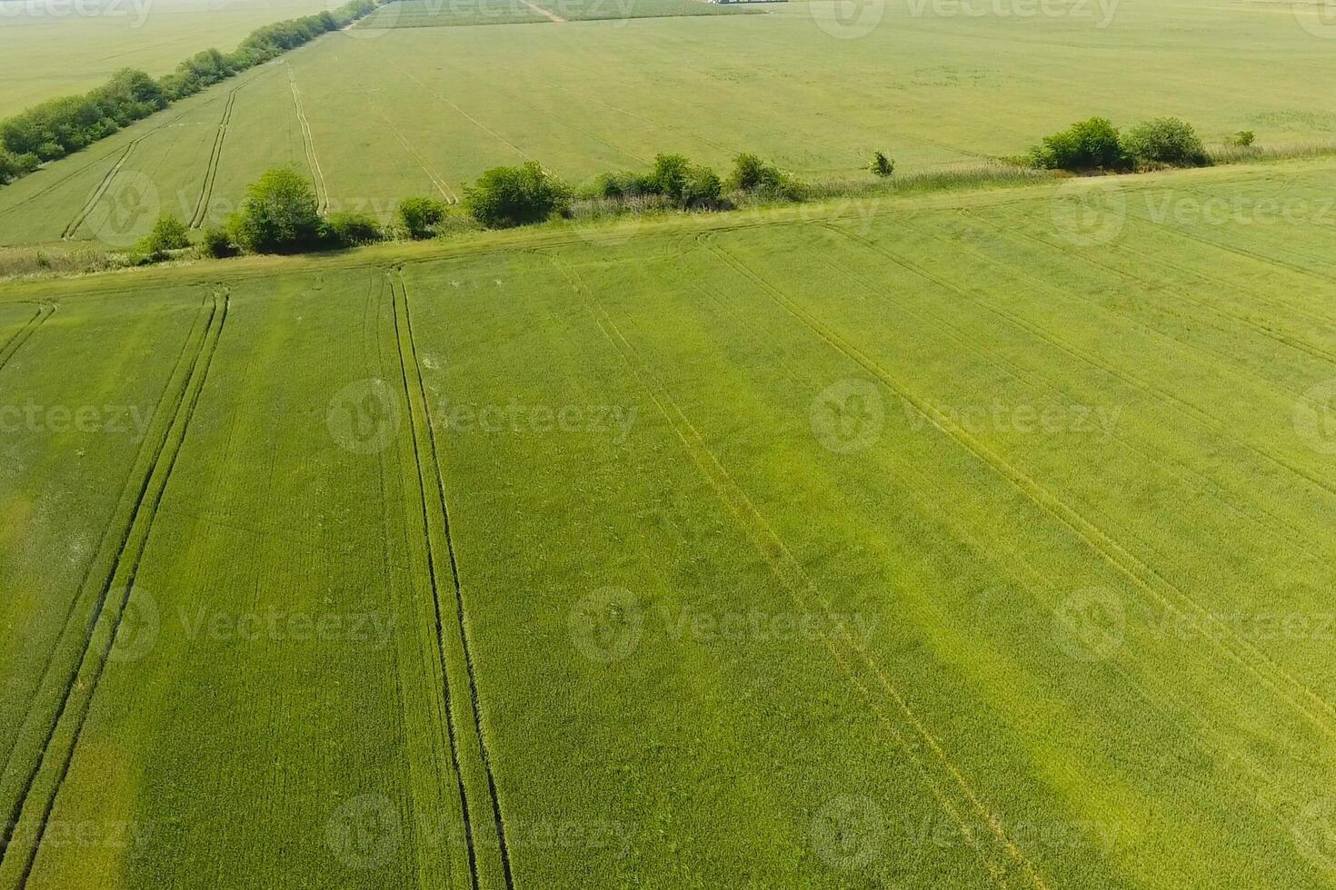 Green wheat in the field, top view with a drone. Texture of whea photo