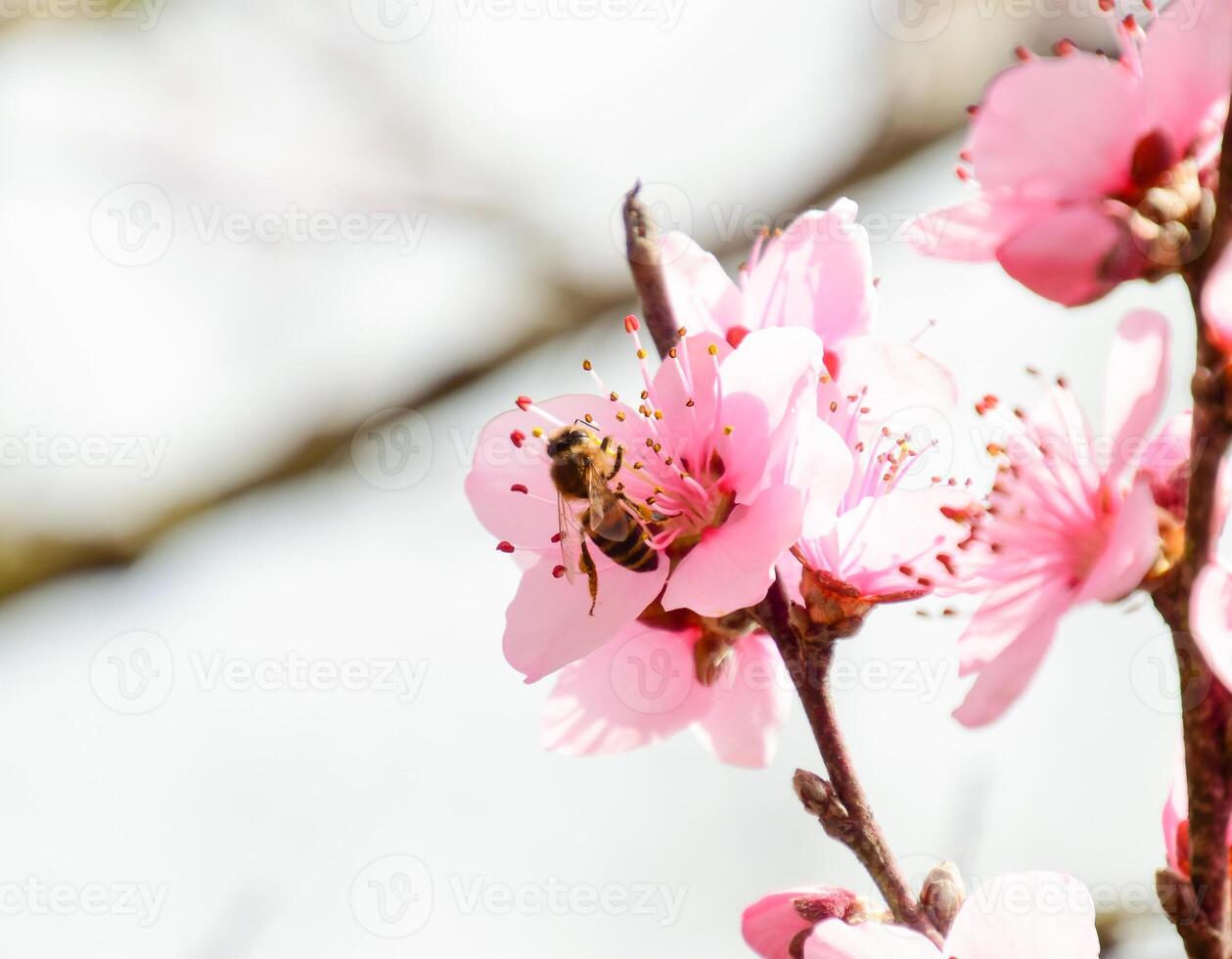 Spring flowering peach photo