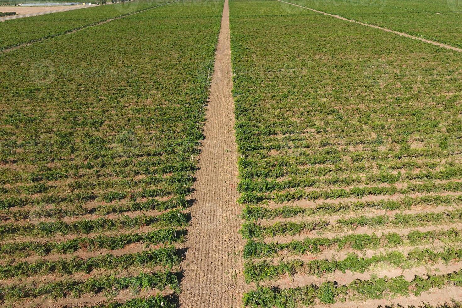 Grape orchards bird's-eye view. Vine rows. Top view of the garden photo