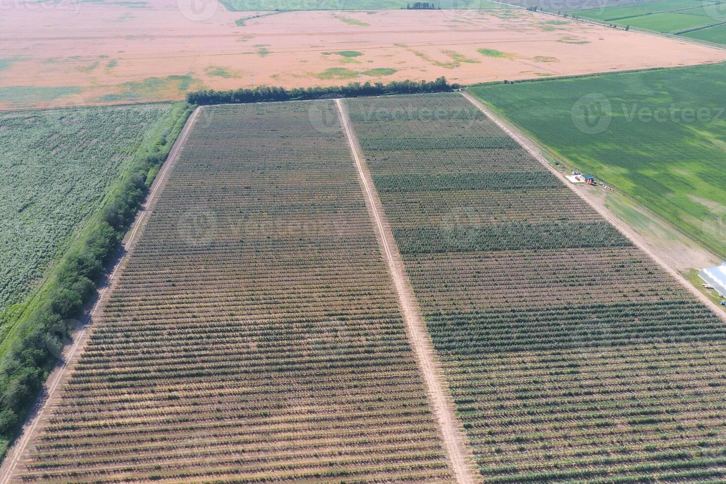 Top view of the garden of dwarf apple trees photo