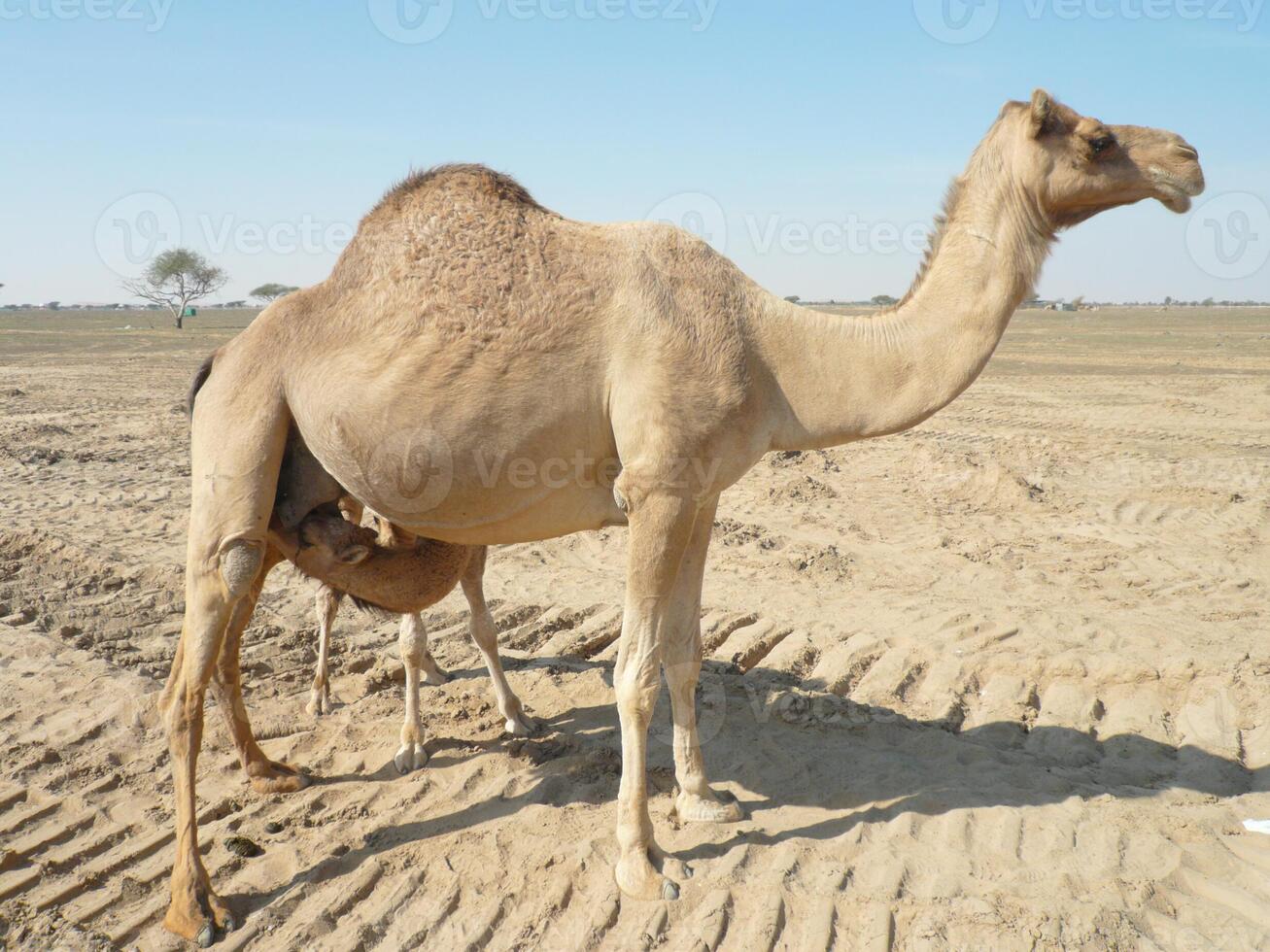 Camels in the desert photo