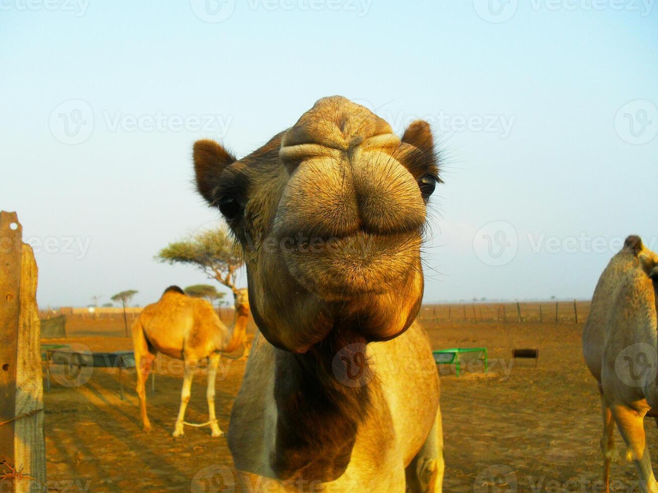 Camels in the desert photo