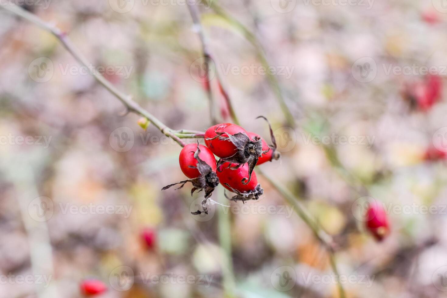 rojo maduro brezo bayas, macro foto. caderas arbusto con maduro bayas. bayas de un perro se levantó en un arbusto. frutas de salvaje rosas. espinoso perro se levantó. rojo Rosa caderas. foto