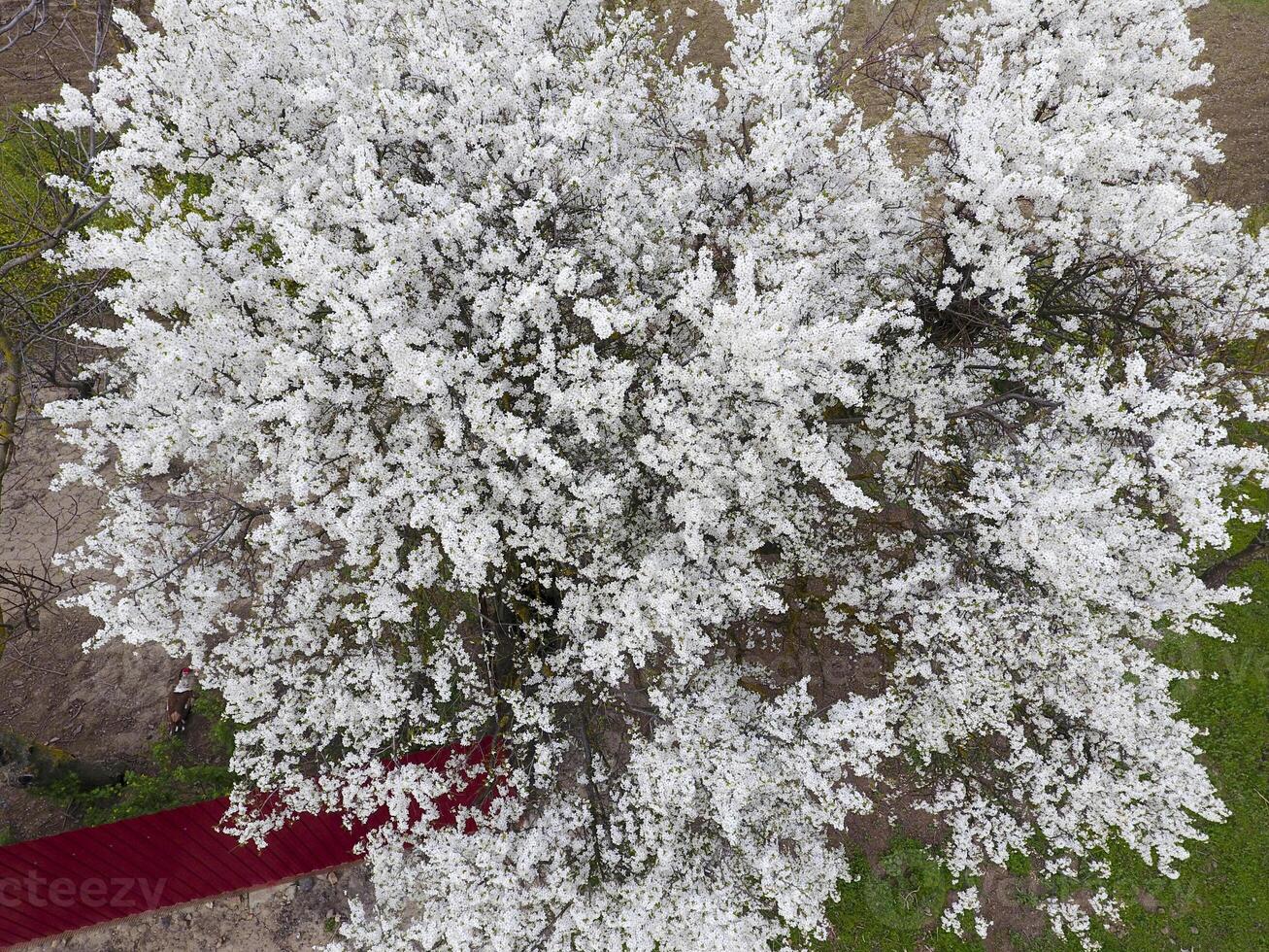 Blooming cherry plum. White flowers of plum trees on the branches of a tree. Spring garden. photo