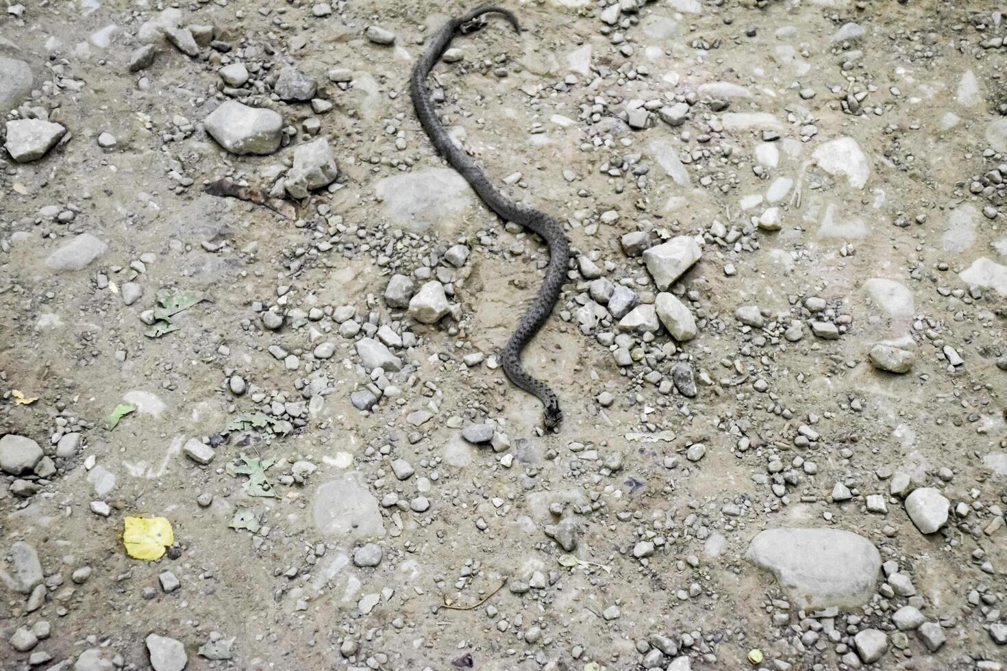 víbora es común. serpiente en el la carretera. el serpiente gatea a lo largo el suelo con rocas foto