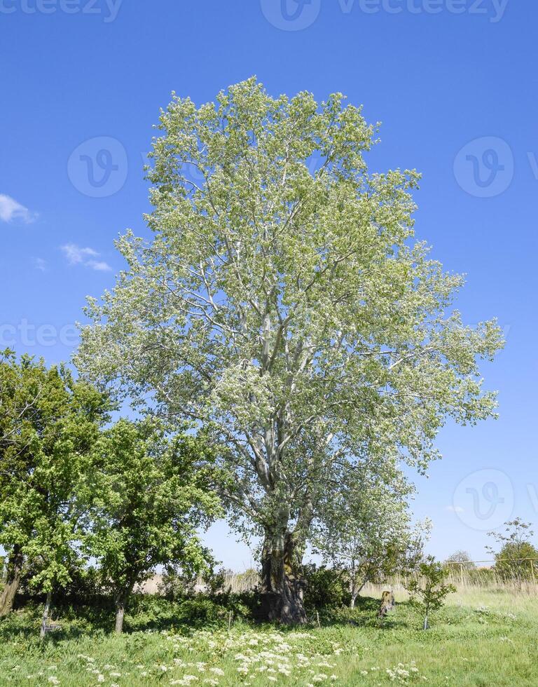 Landscape Silvery poplar and other trees against the sky. photo