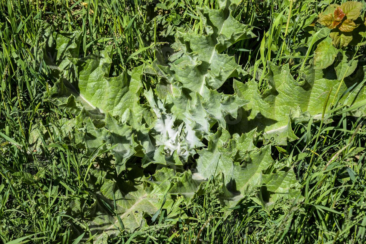 Young plant Onopordum acanthium in the grass. photo