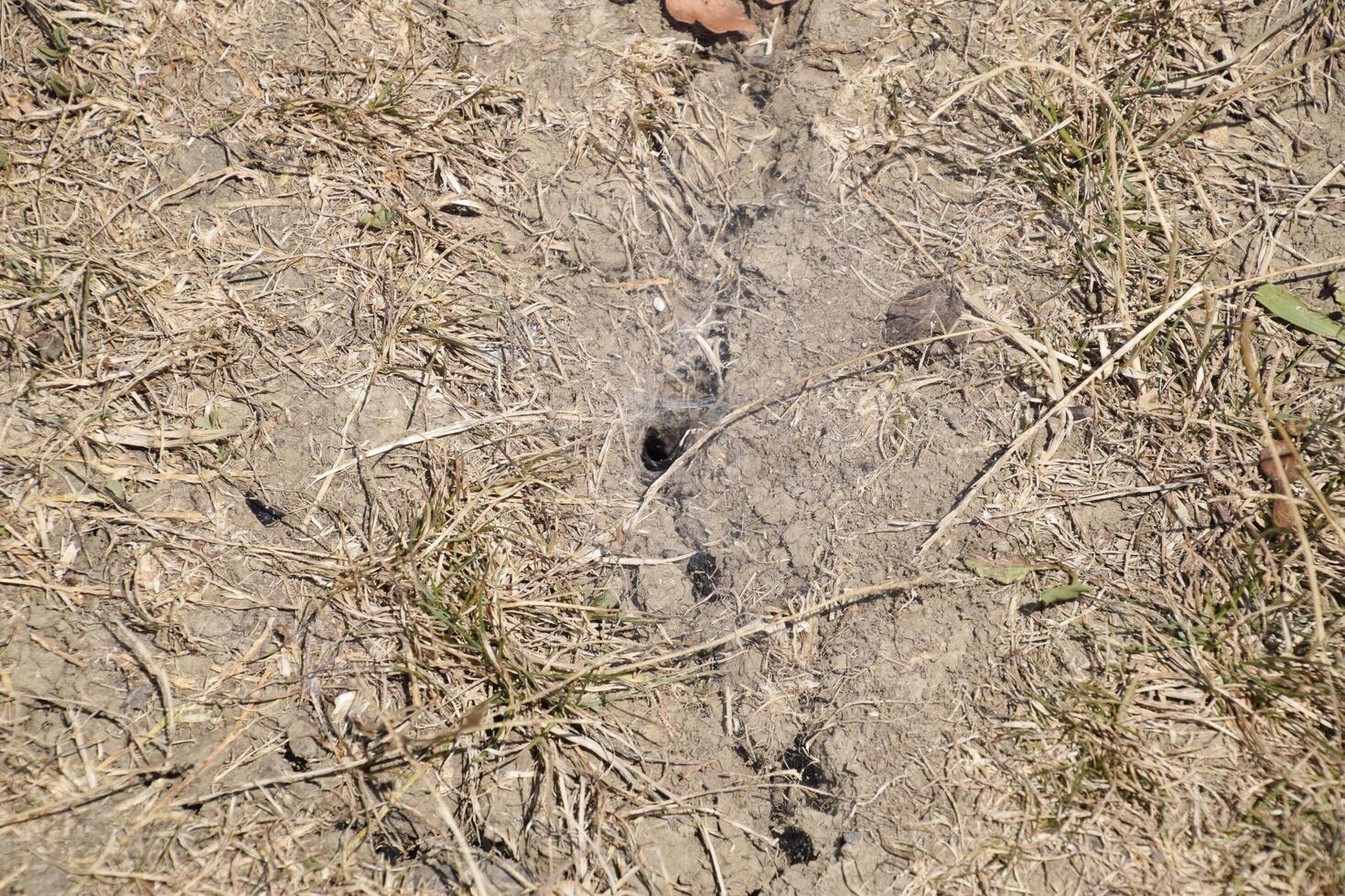 Mink with a spider web of wolf spiders. Hunting network. photo