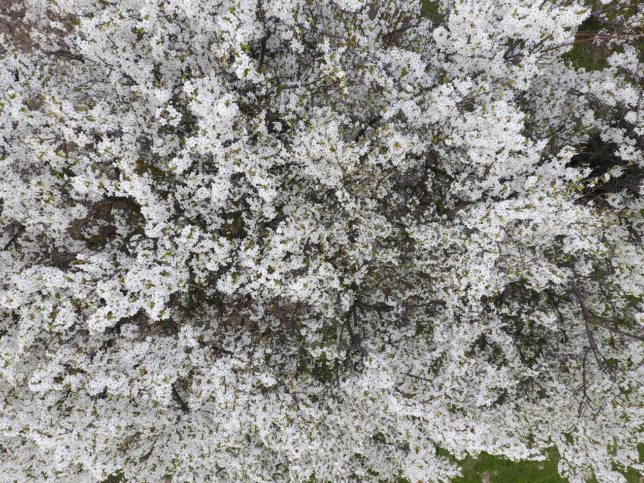 floreciente Cereza ciruela. blanco flores de ciruela arboles en el ramas de un árbol. primavera jardín. foto