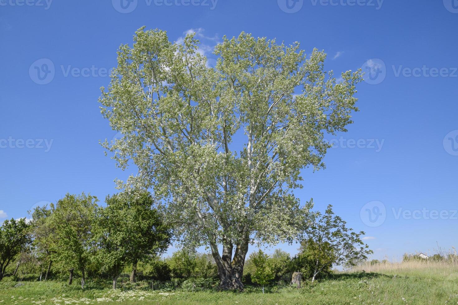 Landscape Silvery poplar and other trees against the sky. photo