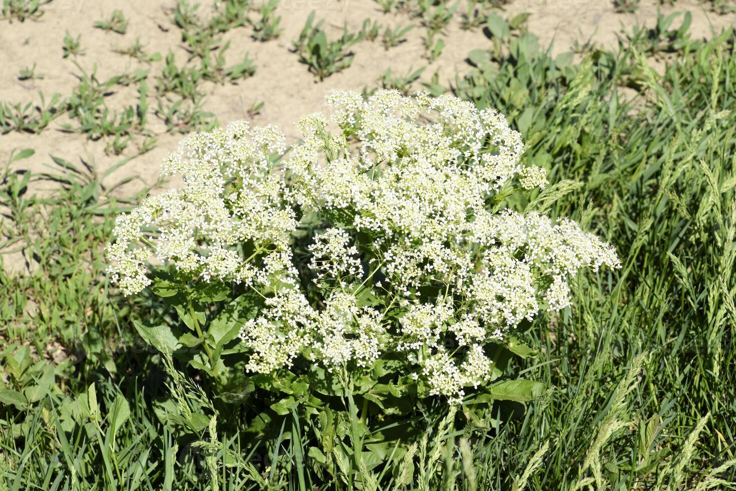 Field white small flowers. Spring flowering meadows. photo