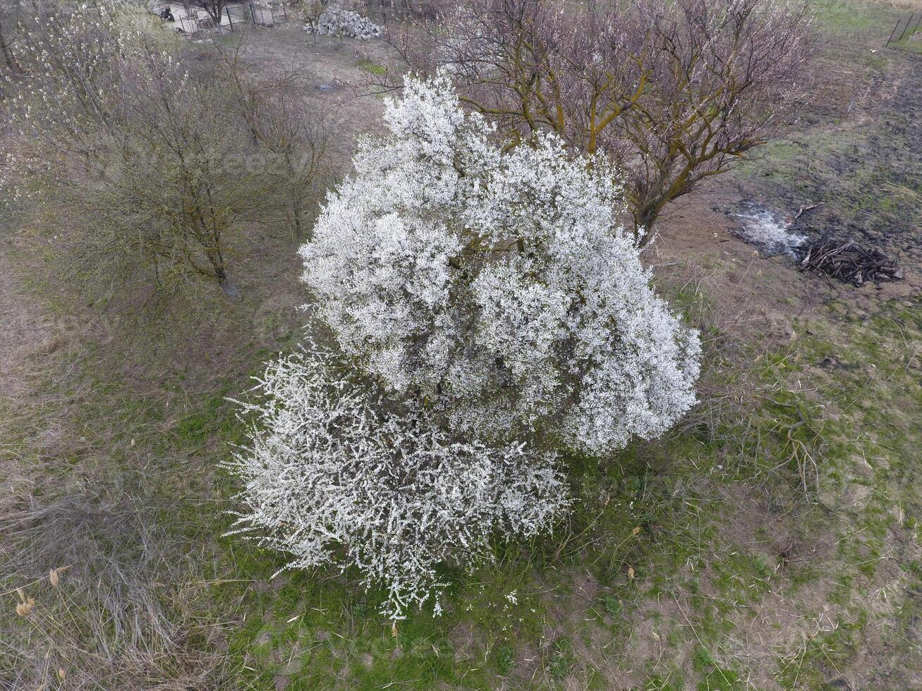 Blooming cherry plum. A plum tree among dry grass. White flowers of plum trees on the branches of a tree. Spring garden. photo