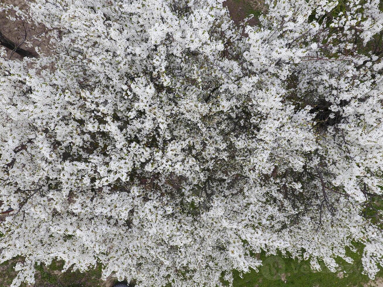 Blooming cherry plum. White flowers of plum trees on the branches of a tree. Spring garden. photo