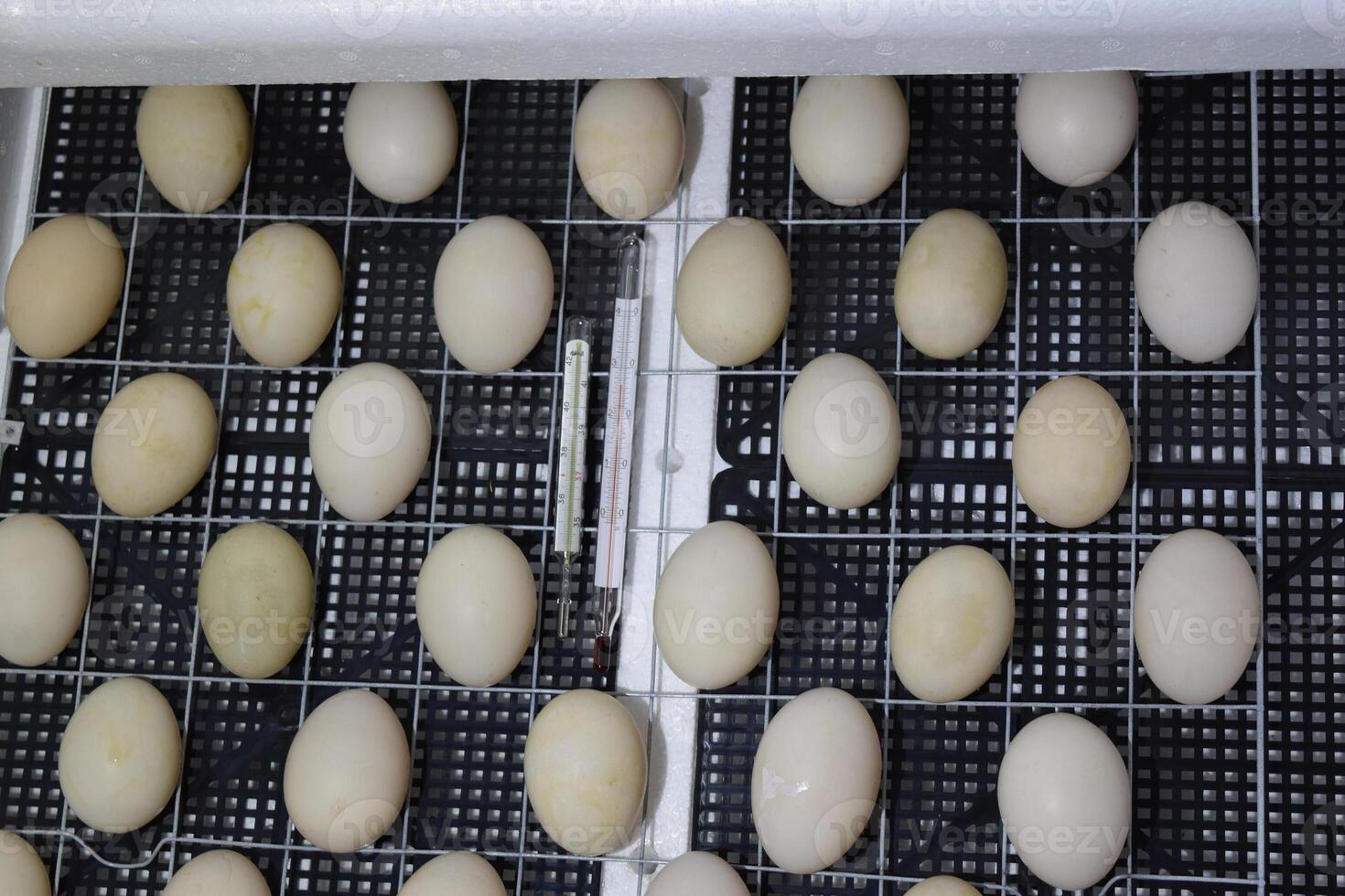 The eggs of a musky duck lying in an incubator. photo