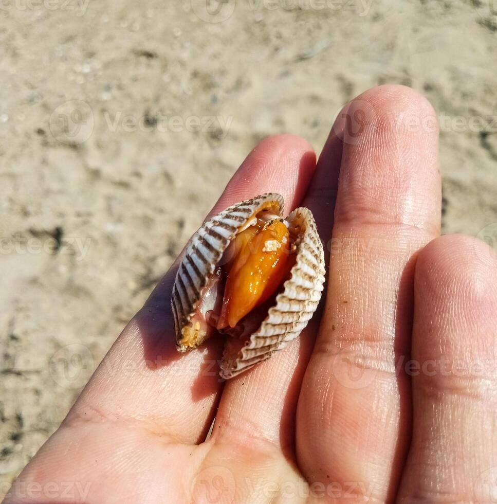 very big delicious cockle clam seafood compared with hand photo