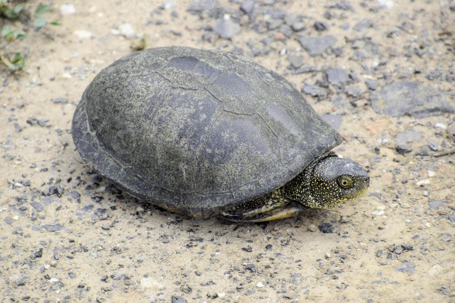 The tortoise lies on bare soil. Ordinary river tortoise of temperate latitudes. The tortoise is an ancient reptile. photo