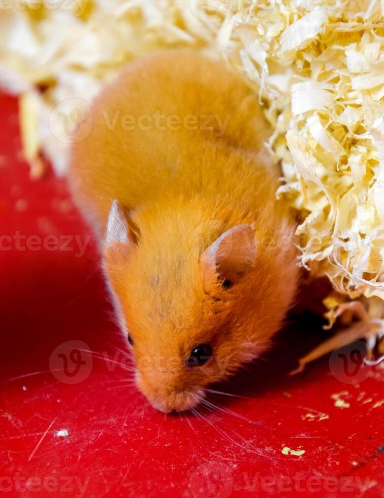 Hamster home in keeping in captivity. Hamster in sawdust. Red hamster photo