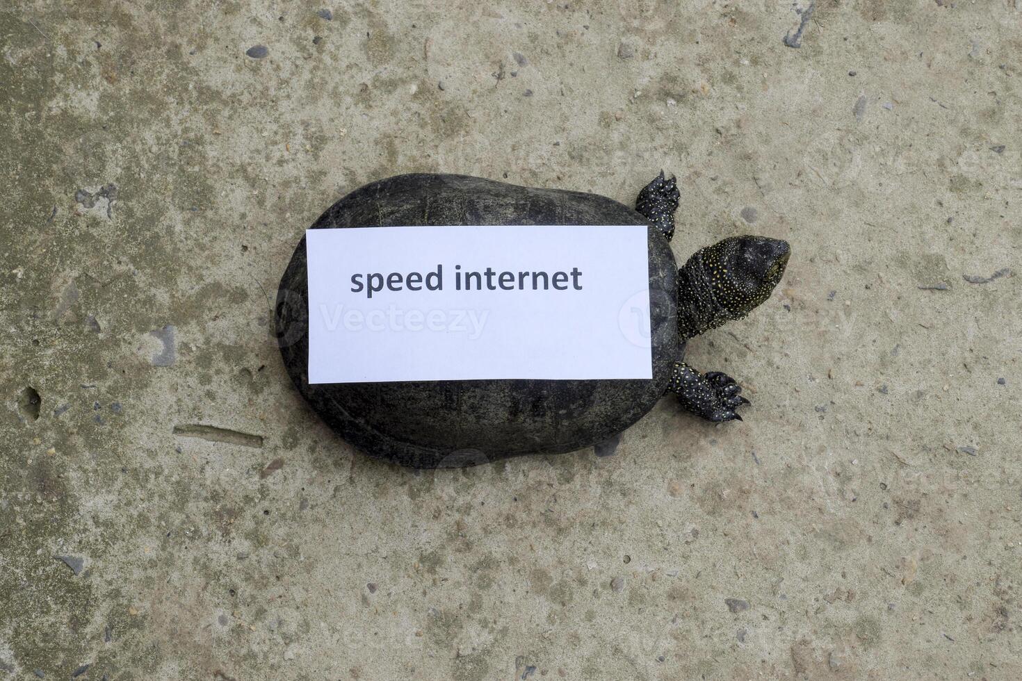 Internet speed. A bad internet symbol. Low download speed. Slow internet. Ordinary river tortoise of temperate latitudes. The tortoise is an ancient reptile. photo