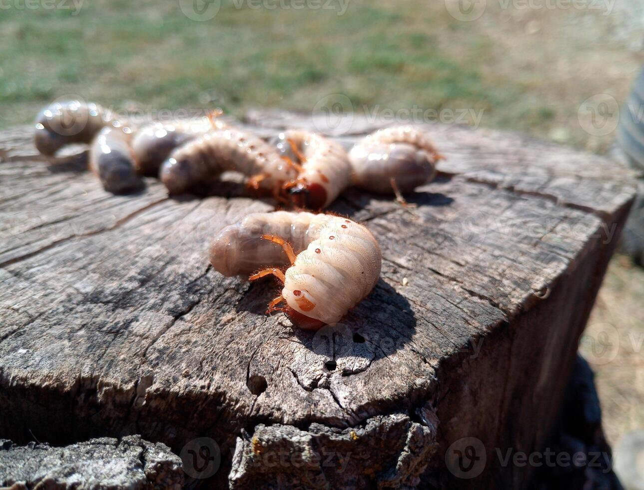 Rhino beetle larvae on an old wood stump. Large larvae of rhinoceros beetle. rhinoceros beetle photo