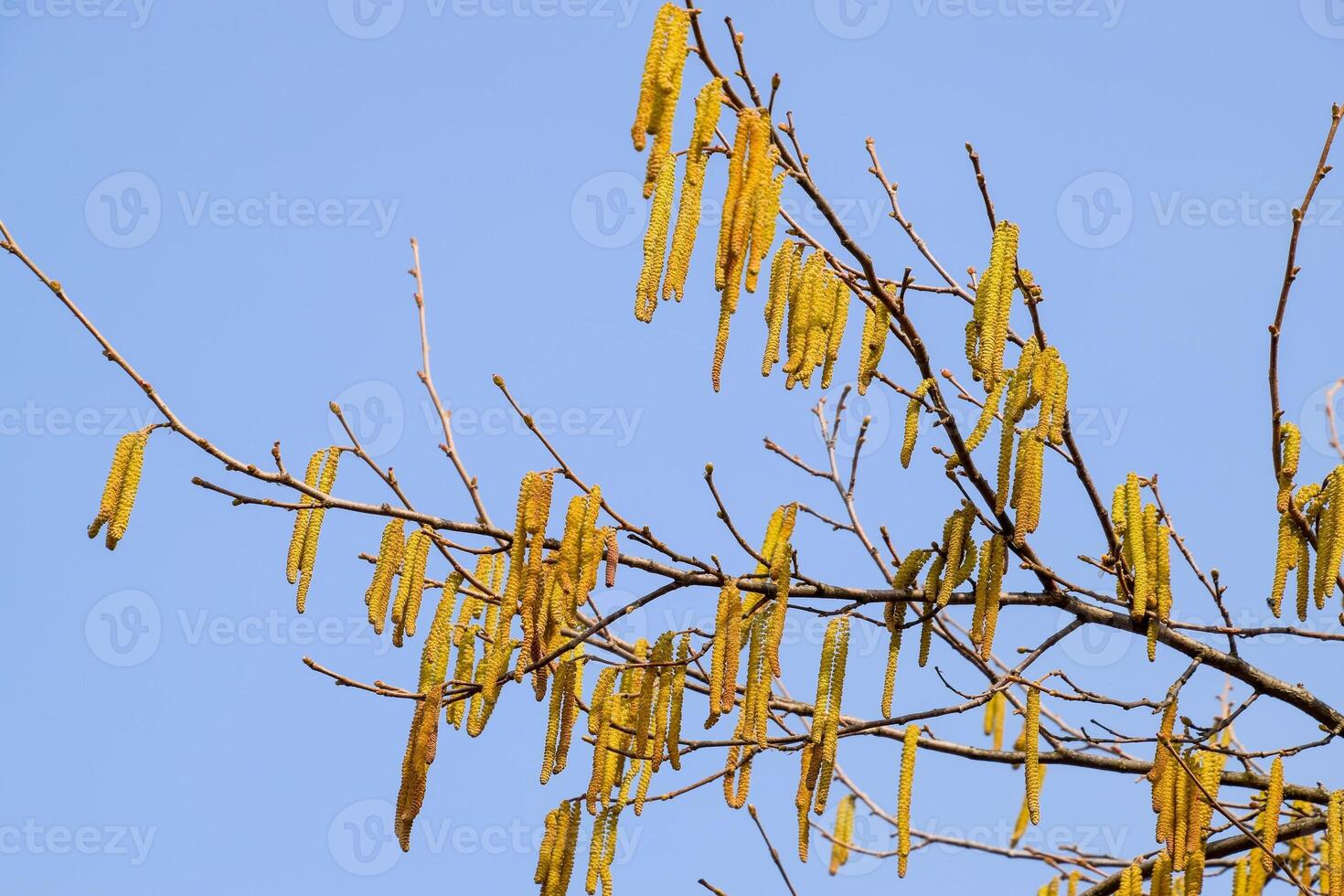 Flowering hazel hazelnut. Hazel catkins on branches. photo