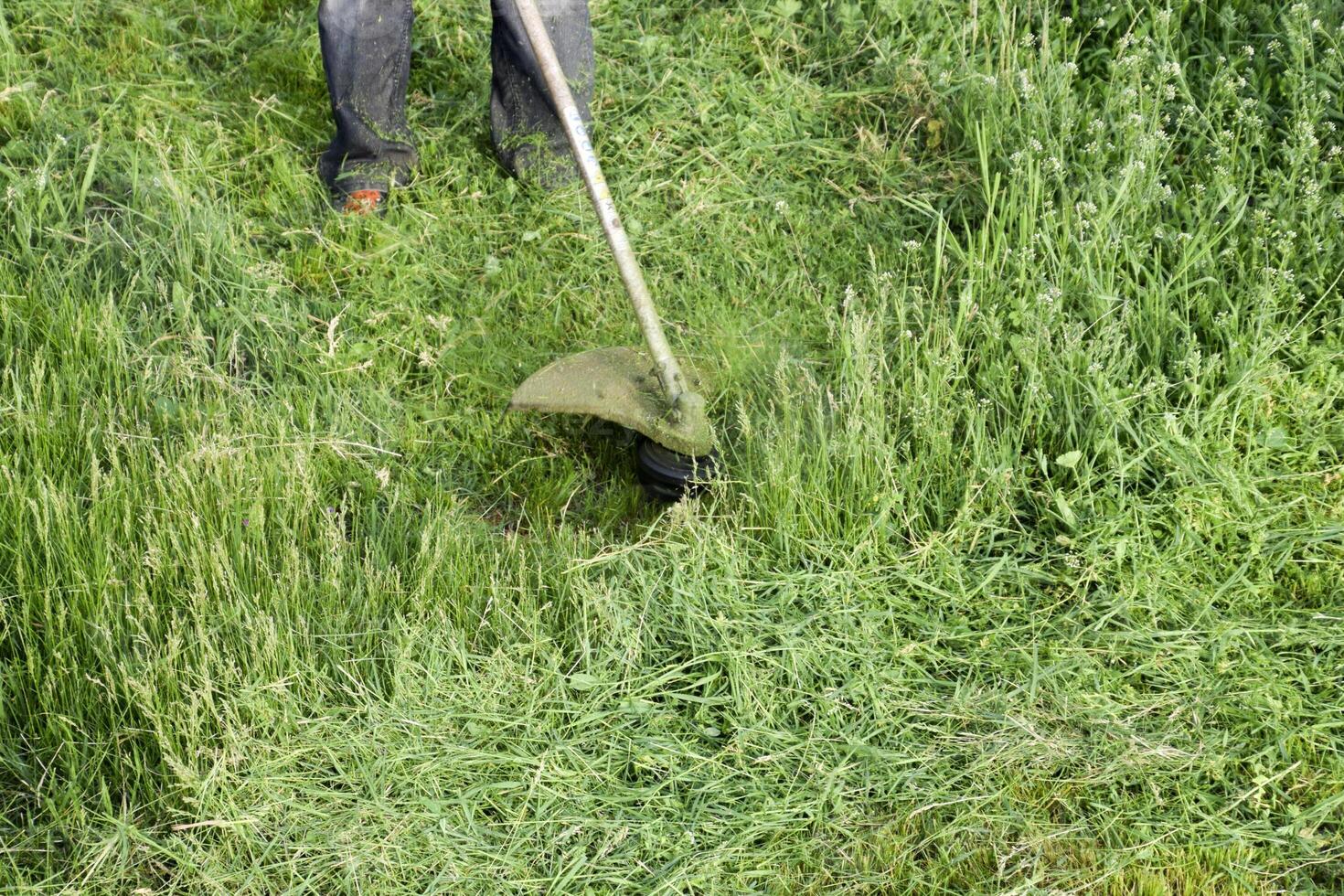 Application trimmers. Mowing green grass using a fishing line trimmer photo