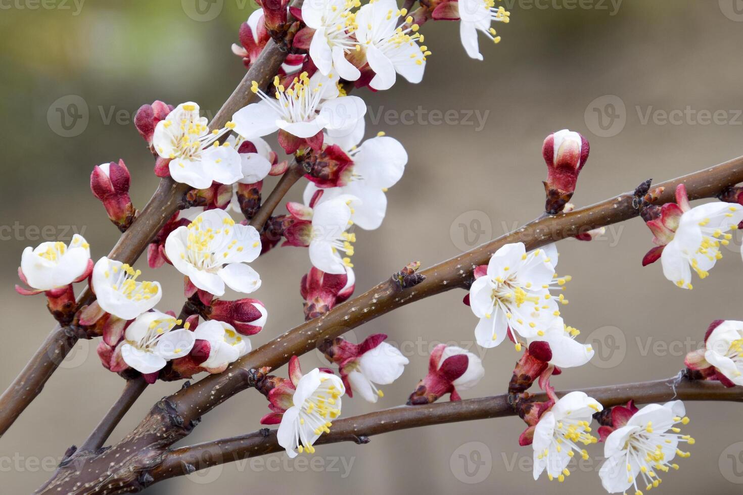 Spring flowering trees. Pollination of flowers of apricot. Bloom photo