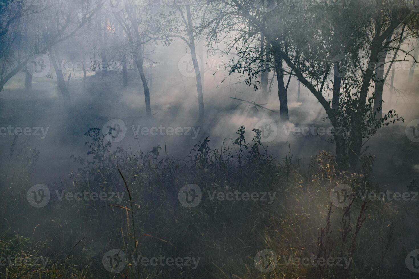 fuego en el bosque. fuego y fumar en el bosque basura. el césped es ardiente en el bosque. bosque incendios foto