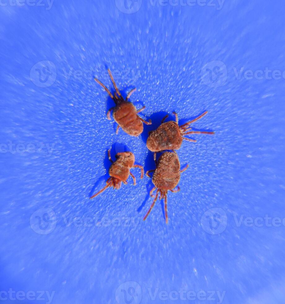 Arthropod mites on a blue background. Close up macro Red velvet photo