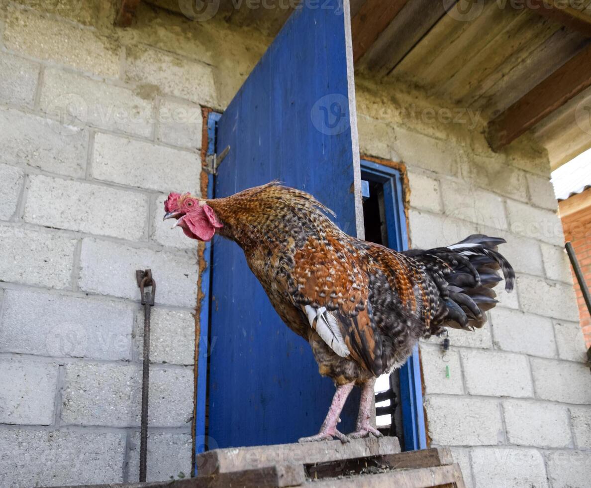 Hens in the yard of a hen house photo