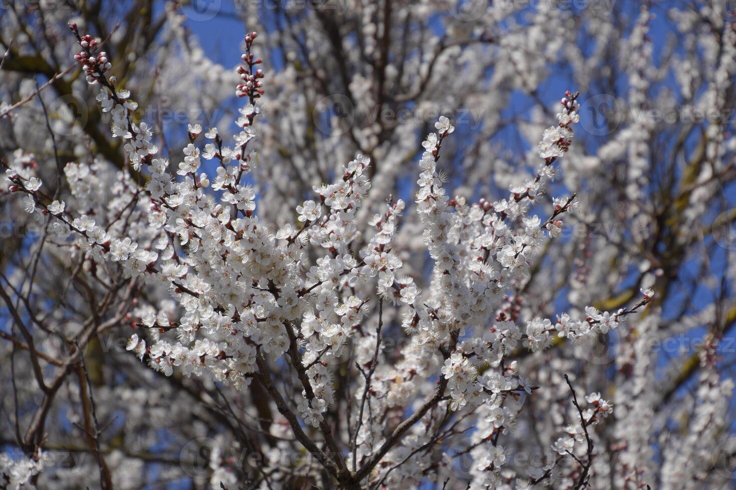 Spring flowering trees. Pollination of flowers of apricot. Blooming wild apricot in the garden photo