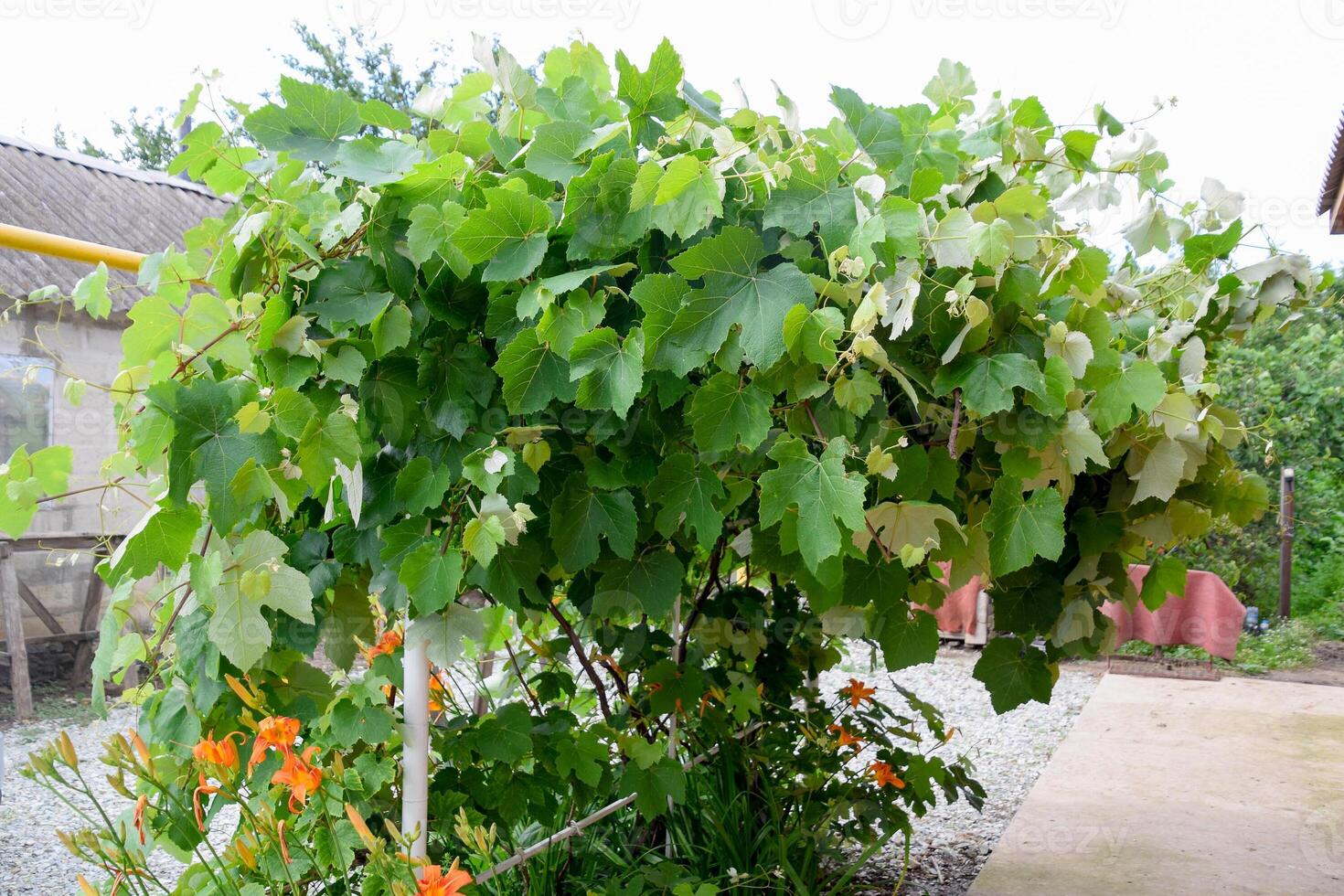Pavilions with grapes. A lush grape bush photo