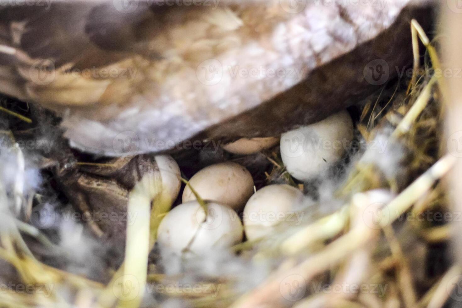 musky duck on the nest. Reproduction of musk ducks photo