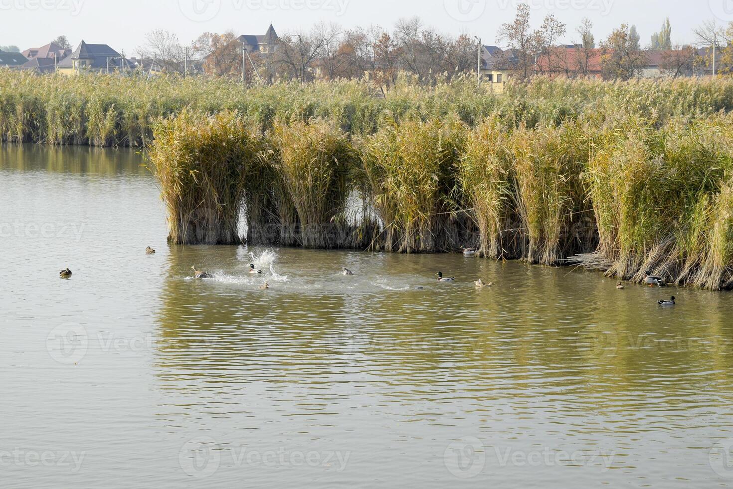Ducks swimming in the pond. Wild mallard duck. Drakes and females photo