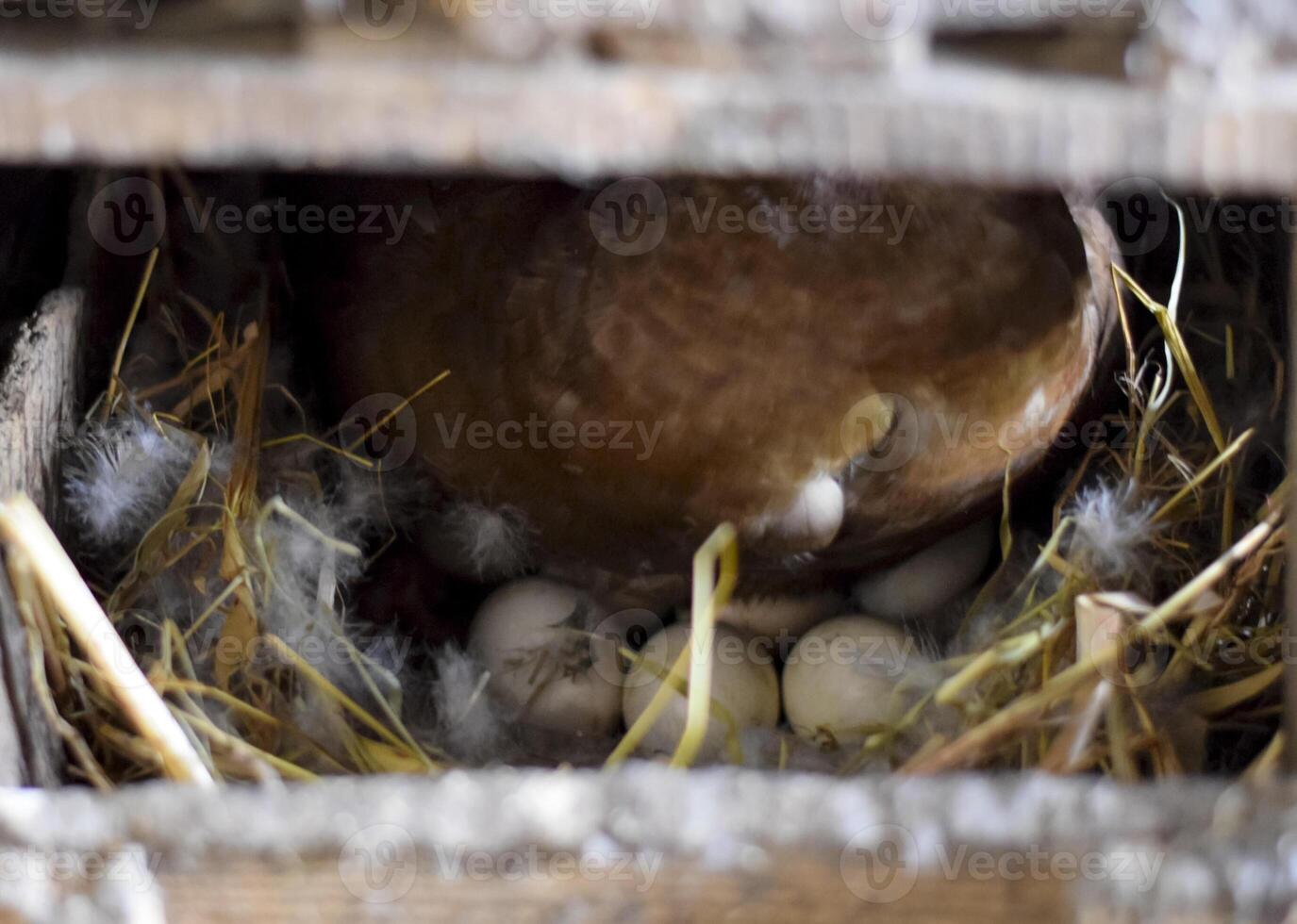 musky duck on the nest. Reproduction of musk ducks photo