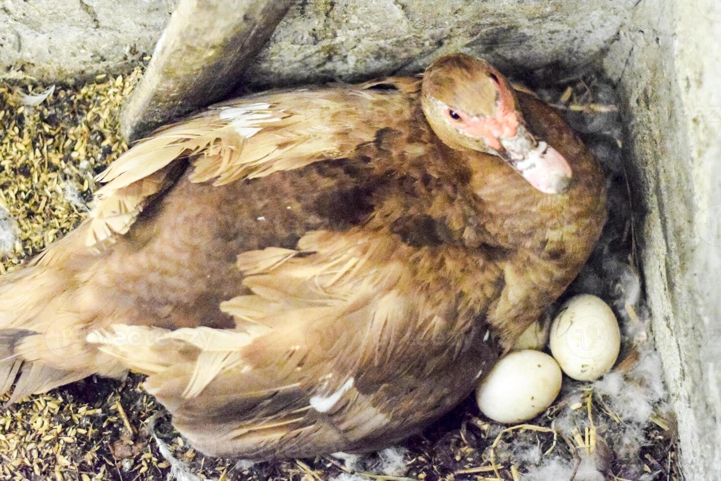 musky duck on the nest. Reproduction of musk ducks photo