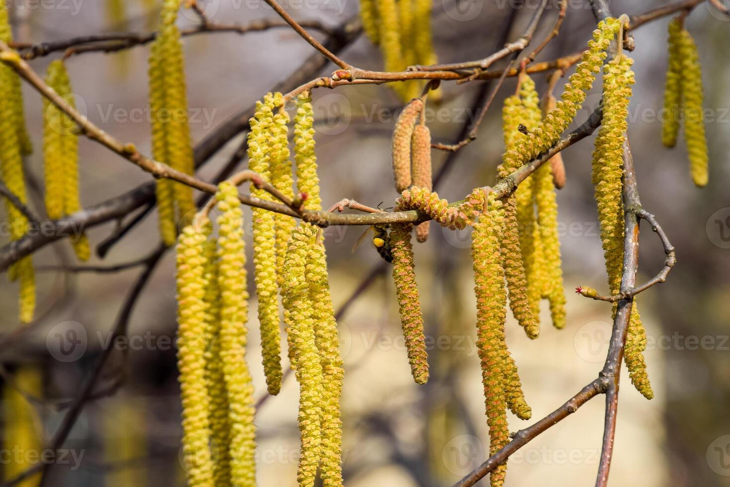 Flowering hazel hazelnut. Hazel catkins on branches. photo
