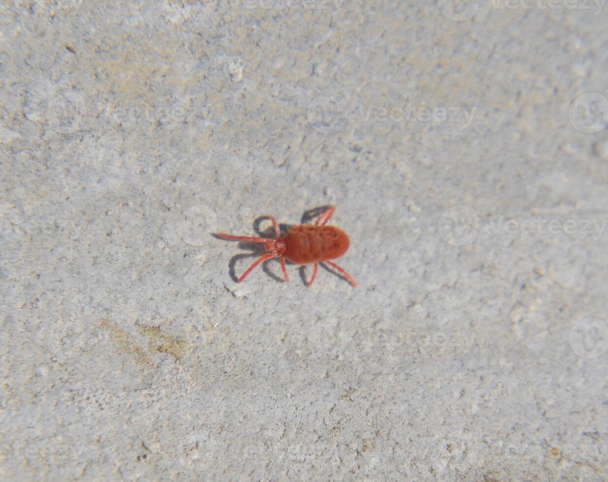 Close up macro Red velvet mite or Trombidiidae photo