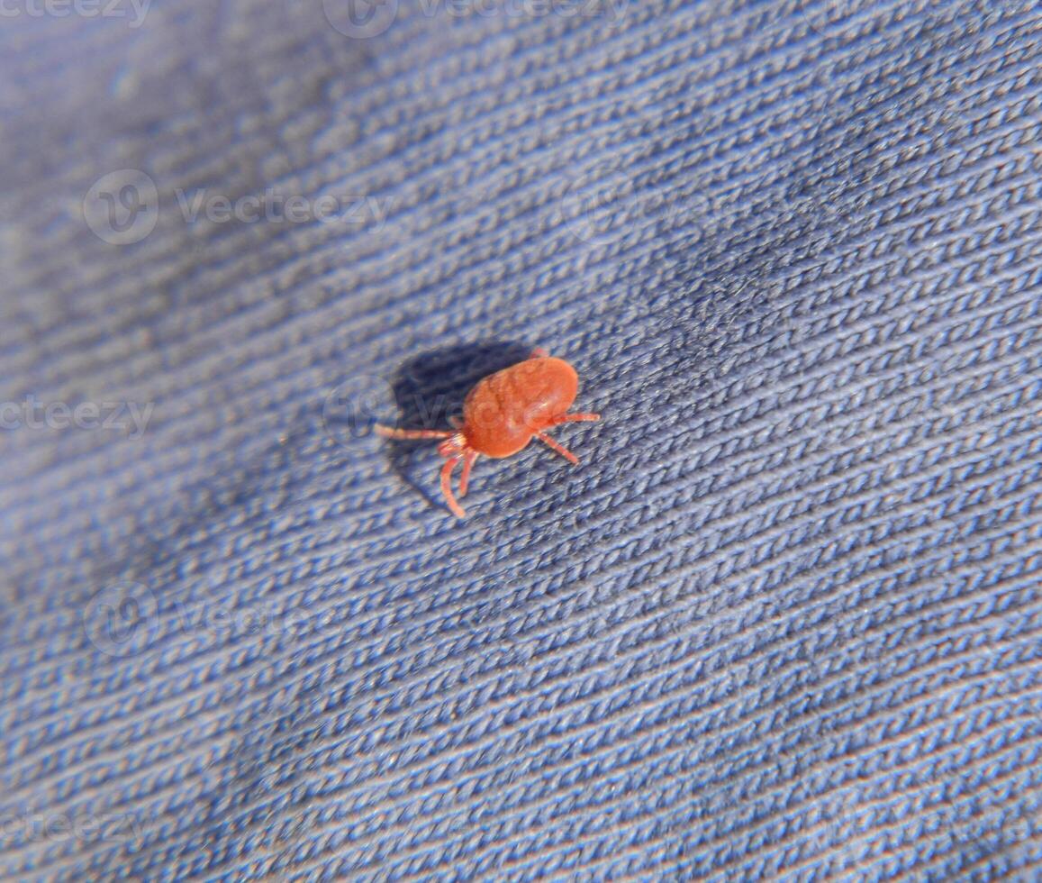 Close up macro Red velvet mite or Trombidiidae, Red velvet mite photo