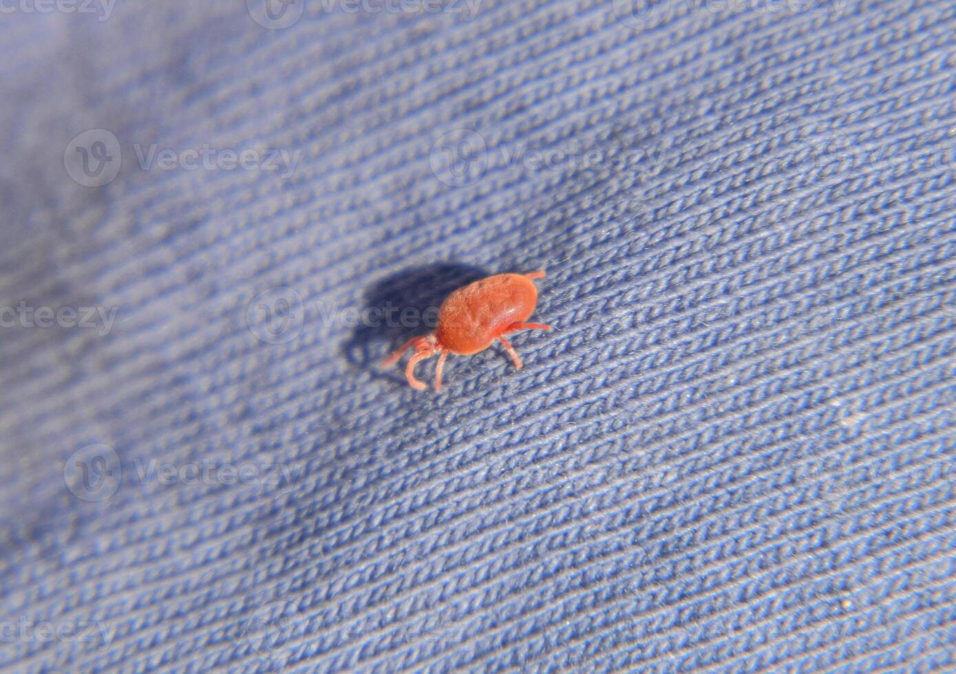 Close up macro Red velvet mite or Trombidiidae, Red velvet mite photo