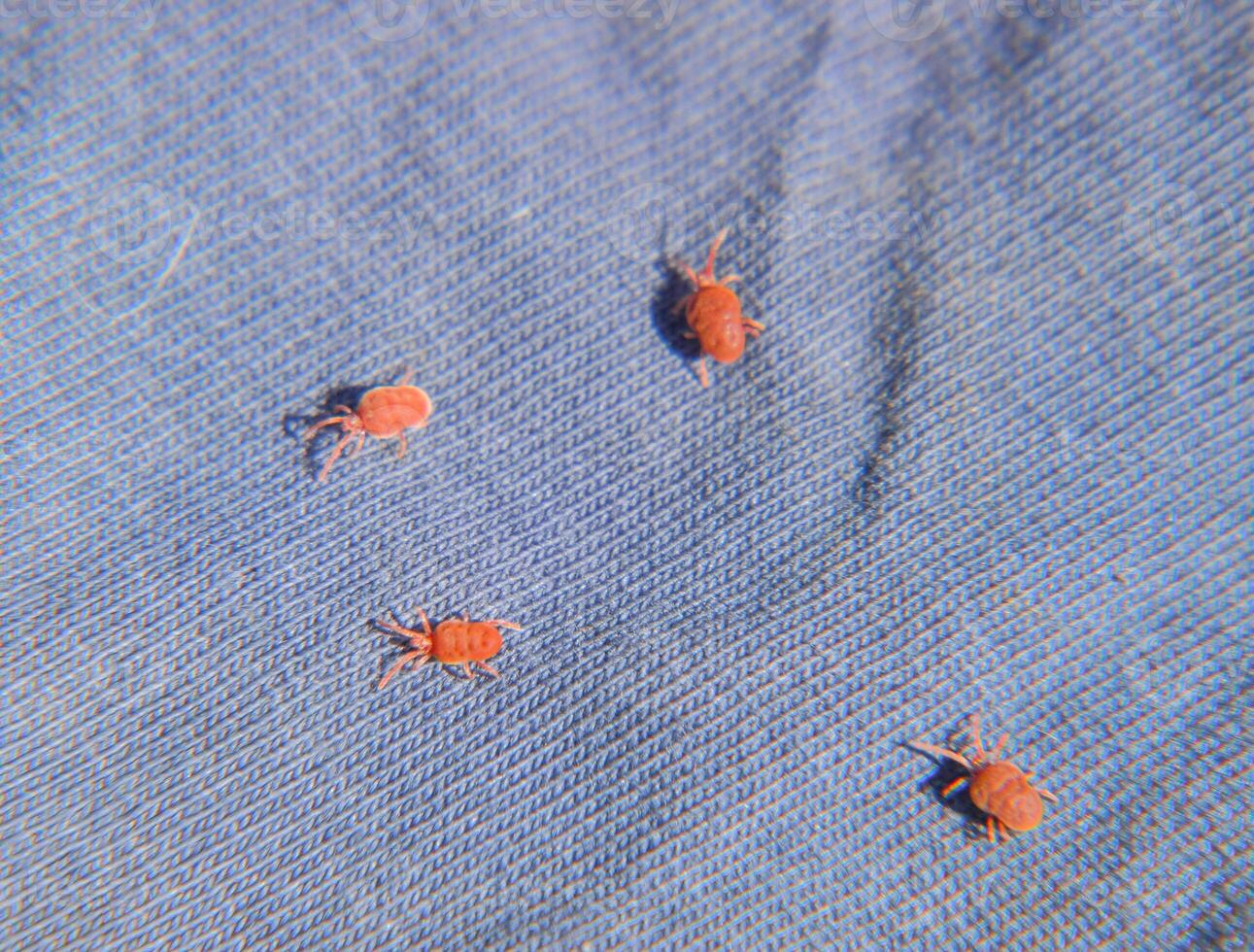 Close up macro Red velvet mite or Trombidiidae, Red velvet mite photo