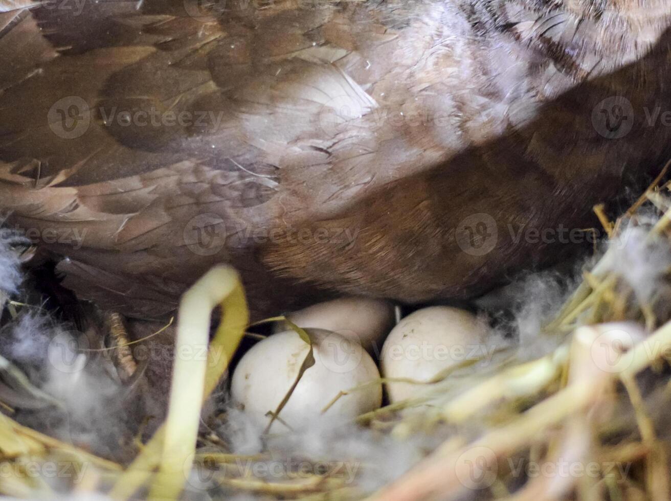 musky duck on the nest. Reproduction of musk ducks photo