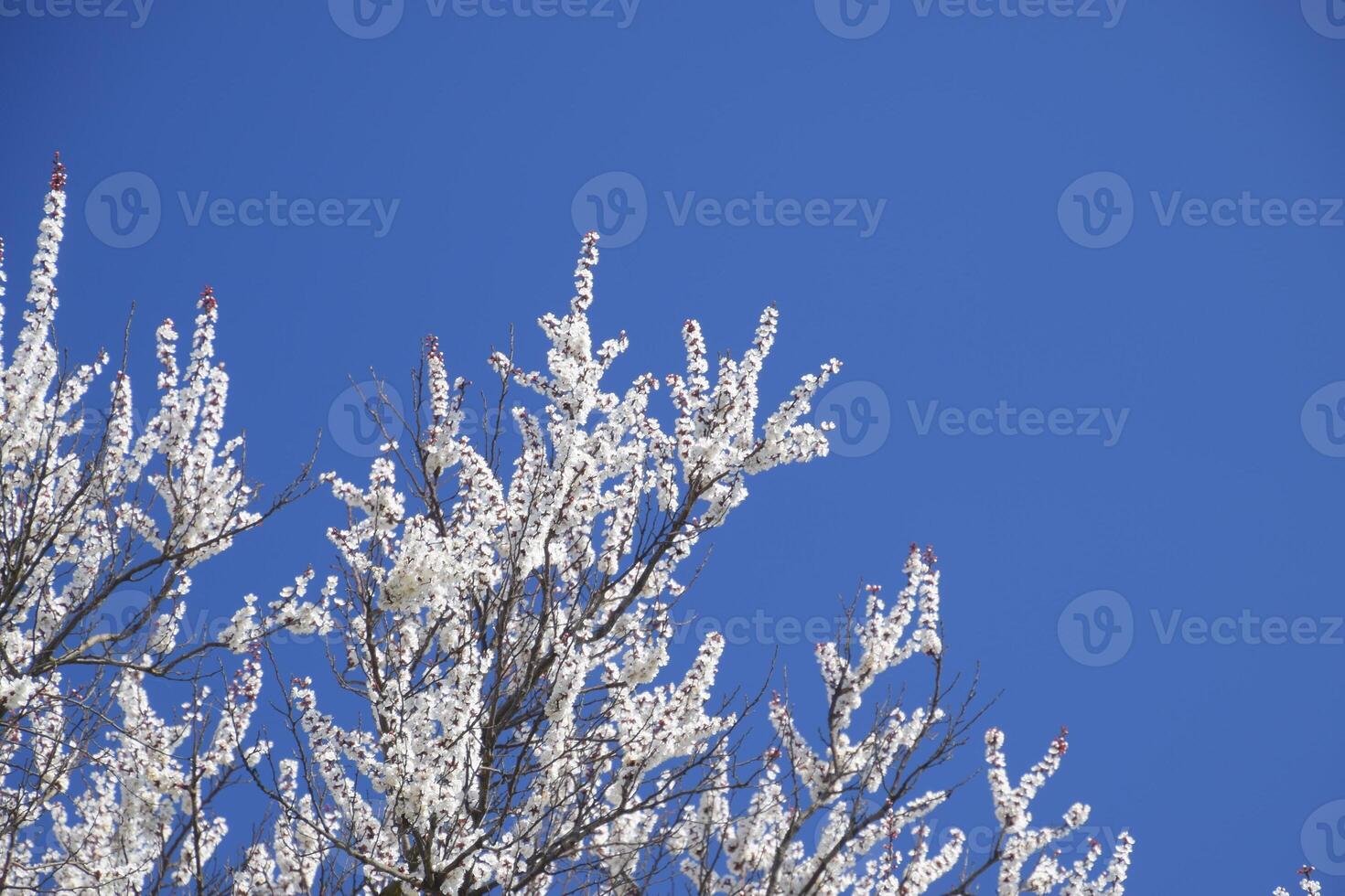 Spring flowering trees. Pollination of flowers of apricot. Bloom photo