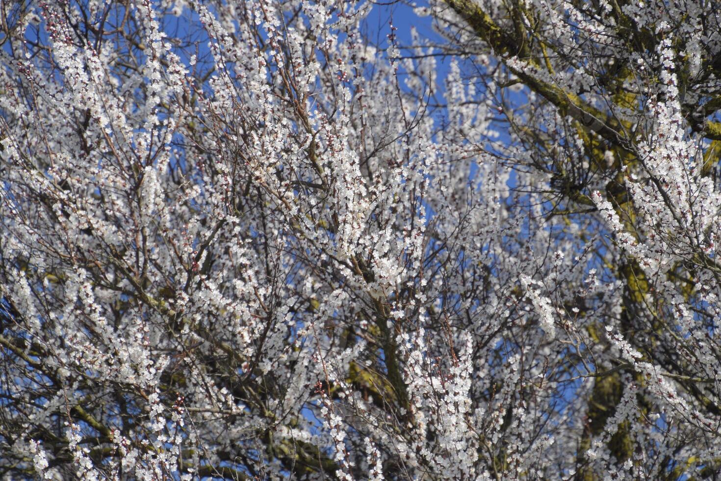Spring flowering trees. Pollination of flowers of apricot. Bloom photo