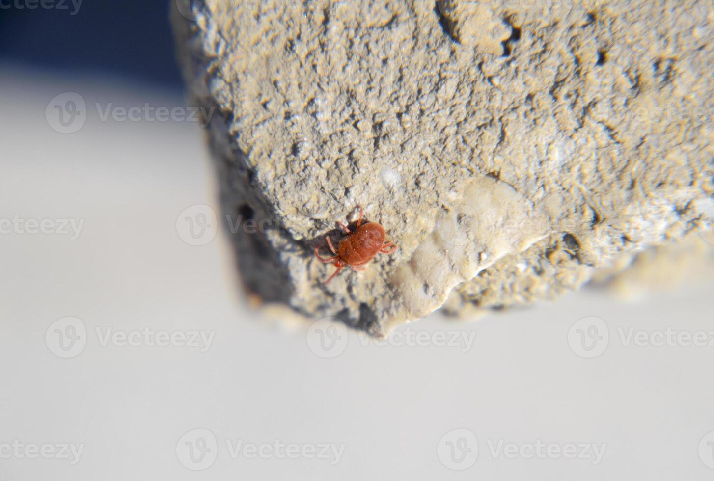 cerca arriba macro rojo terciopelo Pizca o trombidiidae foto