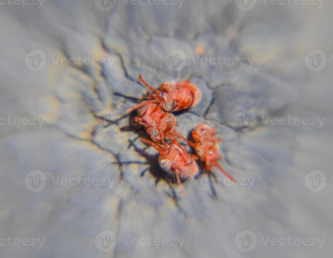 cerca arriba macro rojo terciopelo Pizca o trombidiidae foto