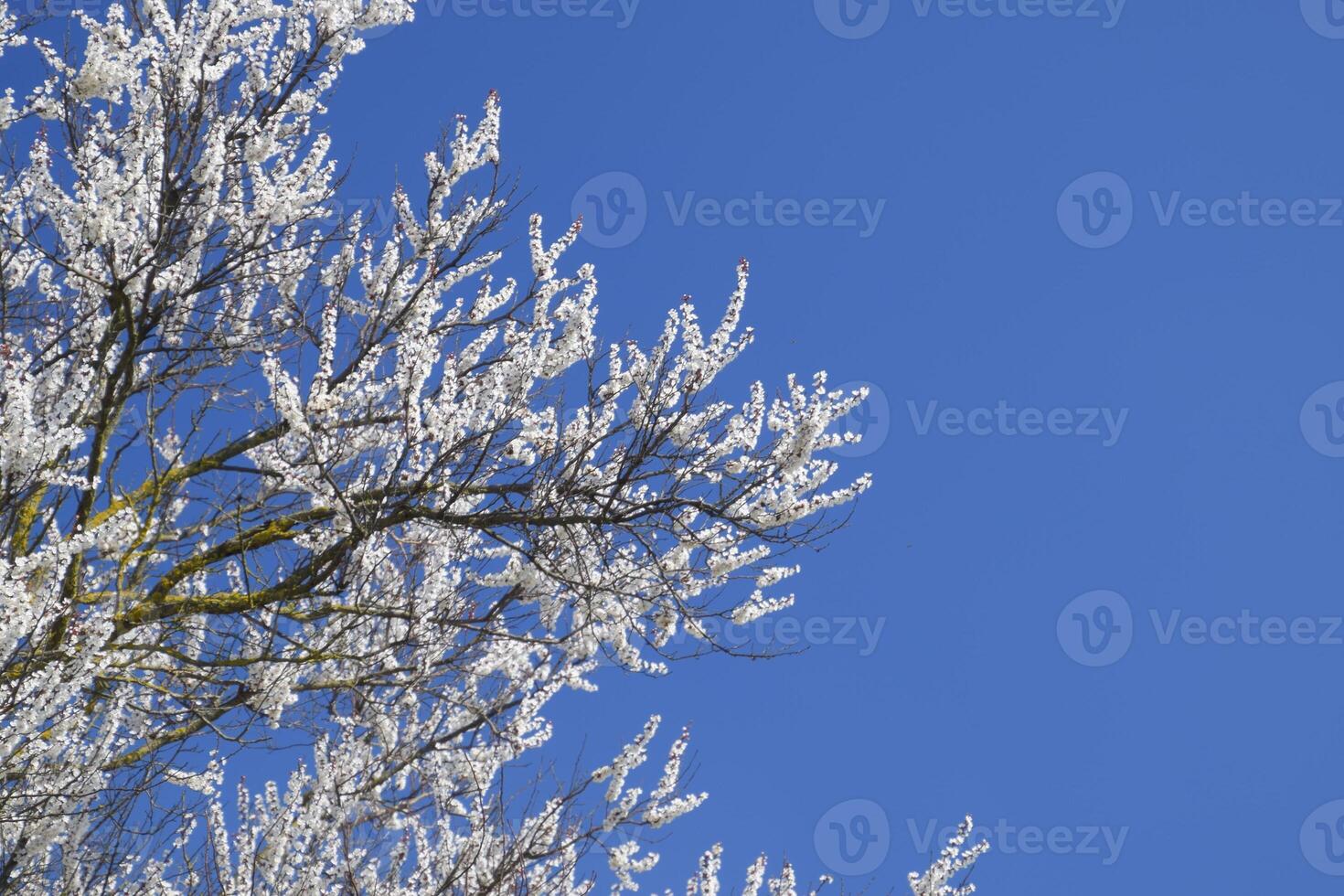 Spring flowering trees. Pollination of flowers of apricot. Bloom photo